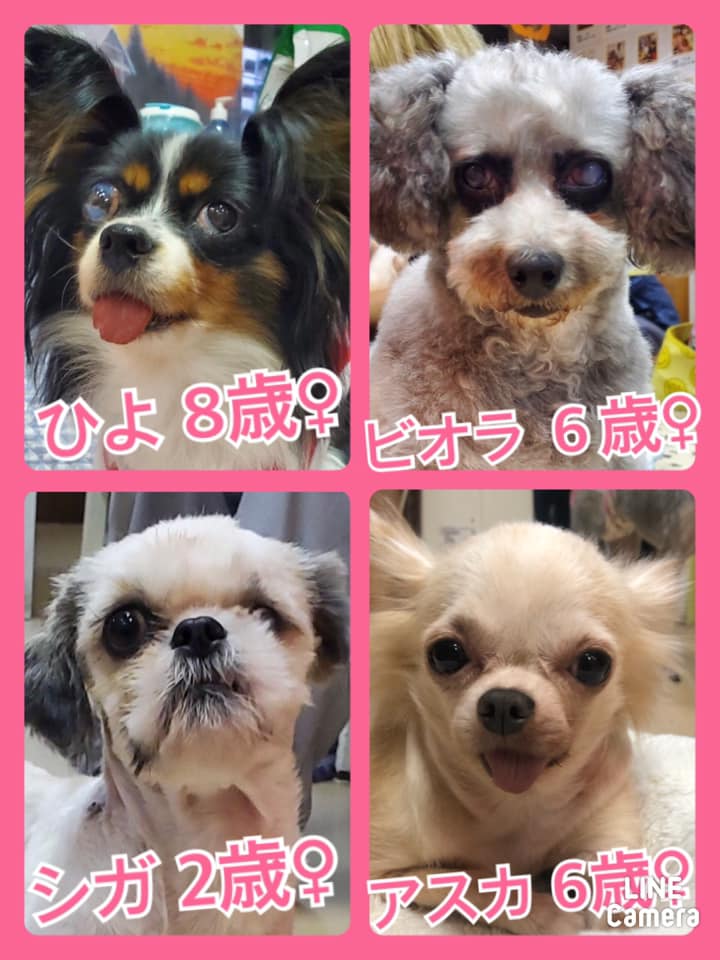 🐾今日の里親様募集中ワンコ🐶メンバーです🐾2020,10,4